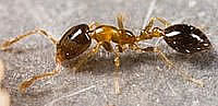 monomorium floricola live